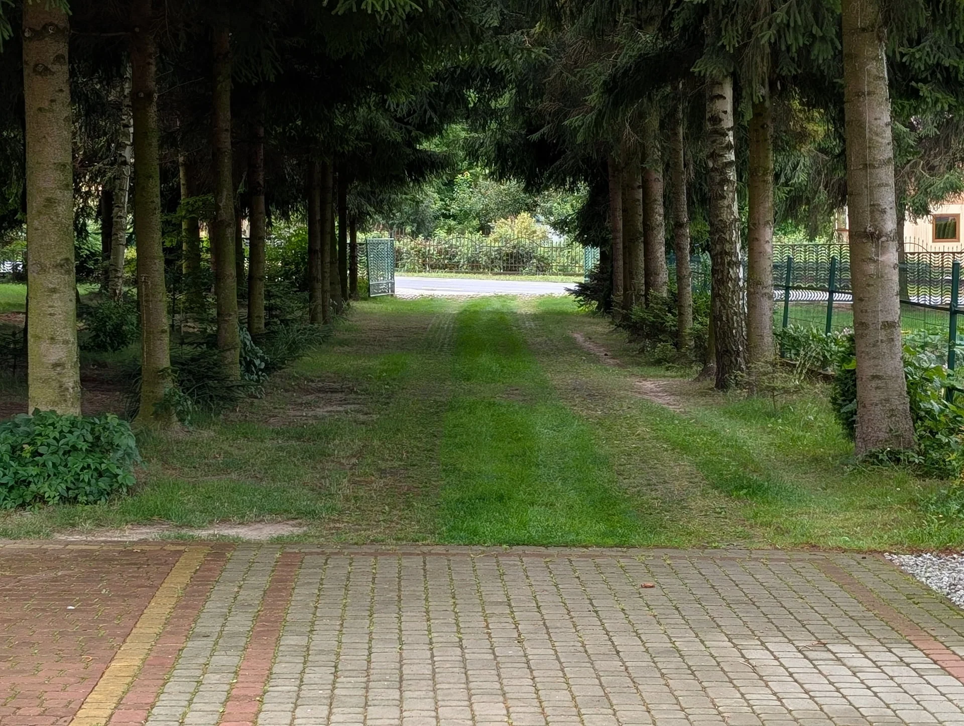 Widok na świerki